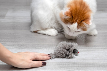 woman plays with cat teasing her with toy mouse.