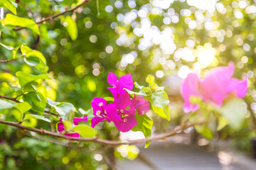Beautiful nature closeup bougainvillea flowers natural green lush foliage blurred summer background. Abstract peaceful ecology landscape with flowers meadow. Dream sunset love blooming floral macro
