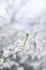 Spring blossom background. Beautiful nature scene with blooming tree in pastel bright tones. Springtime amazing blurred dream nature closeup view. Beautiful soft sunlight nature background inspiration
