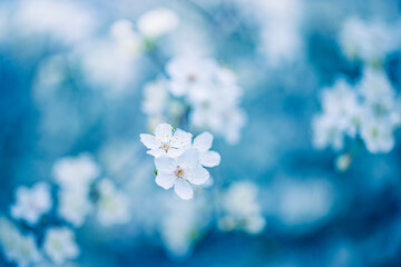 Spring artistic blossom background. Beautiful nature scene with blooming tree and sun flare. Springtime amazing sun flares and blurred dream abstract blue tones closeup view. White cherry flowers