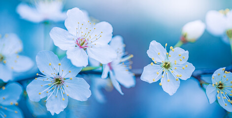 Spring artistic blossom background. Beautiful nature scene with blooming tree and sun flare. Springtime amazing sun flares and blurred dream abstract blue tones closeup view. White cherry flowers