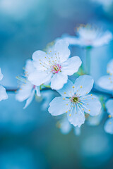 Spring artistic blossom background. Beautiful nature scene with blooming tree and sun flare. Springtime amazing sun flares and blurred dream abstract blue tones closeup view. White cherry flowers - 757156610
