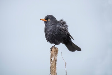 Blackbird, male,