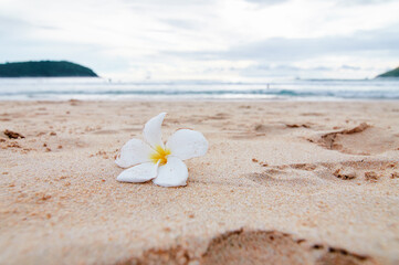 Frangipani plumeria flower on the sand beach