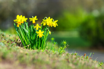Daffodil flowers and blurred spring meadow. Magic colorful artistic image tenderness of nature, spring floral wallpaper. Yellow blossoms with soft sunlight, dream nature, peaceful garden

