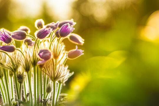 Pasque flower Anemone blooming early spring purple forest flowers. Nature background concept. Beautiful artistic summer meadow. Inspirational nature closeup. Dream sunset light springtime garden