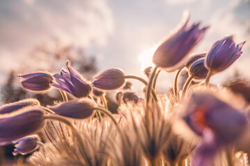Pasque flower Anemone blooming early spring purple forest flowers. Nature background concept....