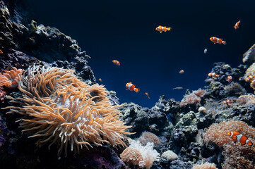 Fototapeta na wymiar Underwater beauty. Tropical fishea, seaweed and other ocean creatures