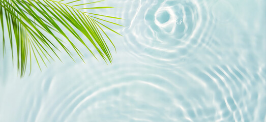 green palm leaf isolated on transparent blue rippled water surface, fresh nature scene background...