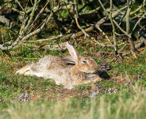 rabbit in the grass