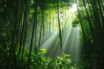  A serene and captivating scene of sunlight filtering through the lush green bamboo trees in a peaceful forest, A dense bamboo forest with rays of sunlight peeking through, AI Generated © Iftikhar alam