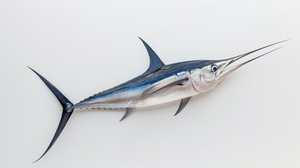 Isolated Marlin on White Background, A solitary marlin fish, beautifully detailed and vibrant, displayed against a clean white backdrop.