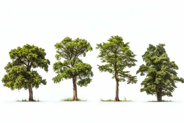 tree types nmb