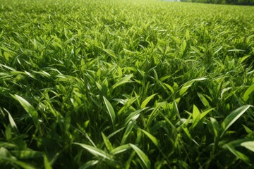 Fototapeta premium a green grass field with many leaves on it