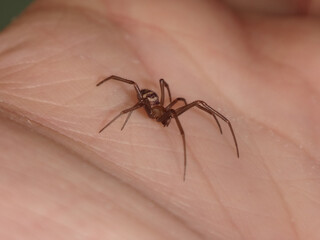Cupboard spider, also known as false black widow, (Steatoda grossa), young female walking on a human hand