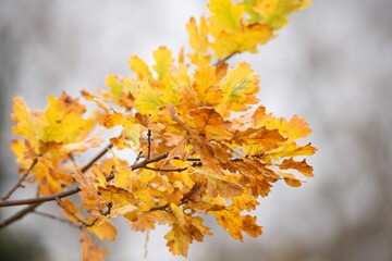 Autumn leaves on the tree.
