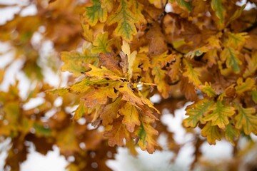 Autumn leaves on the tree.