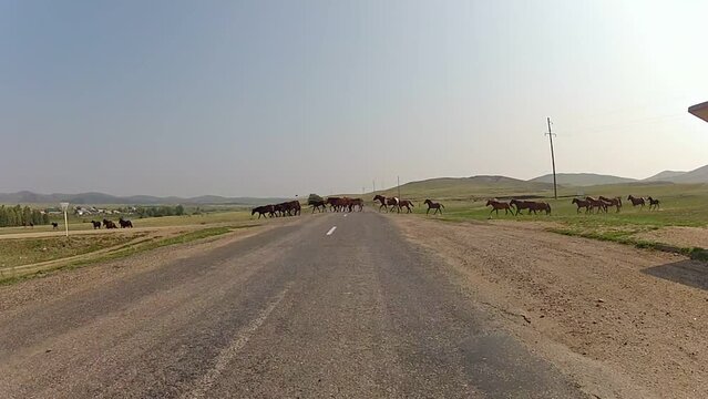 A herd of Horses running across the road. Horses at mountain meadows in East Kazakhstan region, Ust Kamenogorsk.