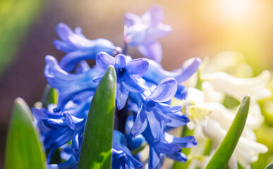 Spring blue hyacinth. Blooming flower on flowerbed. Gardening