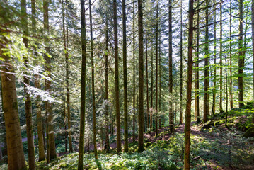 Obraz premium Wälder