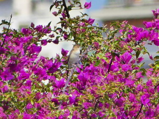 Fleurs roses violettes