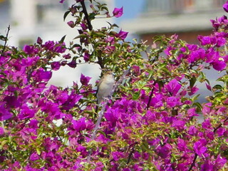 Fleurs roses violettes