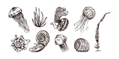 Seashells, jellyfishes, ammonite, nautilus mollusc, seaweed vector set. Hand-drawn sketch illustration. Collection of realistic sketches of various ocean creatures isolated on white background. - obrazy, fototapety, plakaty