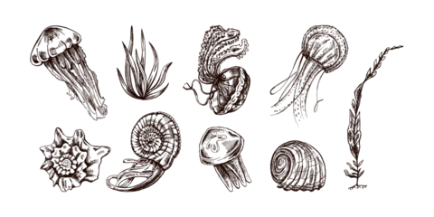 Muurstickers Seashells, jellyfishes, ammonite, nautilus mollusc, seaweed vector set. Hand-drawn sketch illustration. Collection of realistic sketches of various ocean creatures isolated on white background. © Mariia Mazaeva