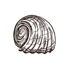 Hand-drawn sketch of seashell, clam, conch. Scallop sea shell, sketch style vector illustration isolated on white background.
