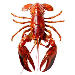 Boiled red crayfish isolated on transparent background