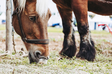 Portrait d'un cheval de trait brun avec son équipement de traction