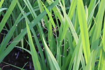 Spiders hunting insects on leaves in the garden