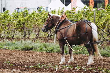 Portrait d'un cheval de trait brun avec son équipement de traction