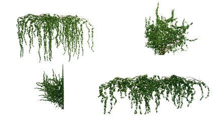 Ivy Plants PNG , Plants,Floral elements,Flowers,Pots on a Transparent Background © Farah