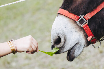 Close-up sur le museau d'un âne gourmand en train de manger une feuille - obrazy, fototapety, plakaty