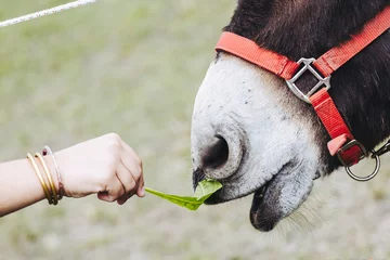 Fotobehang Close-up sur le museau d'un âne gourmand en train de manger une feuille © PicsArt