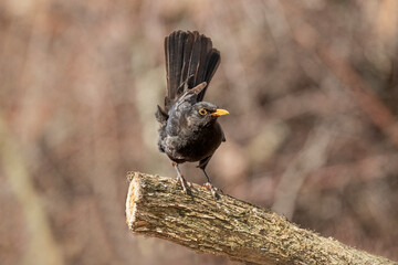 Blackbird, male,