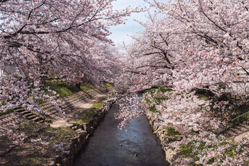 川と桜