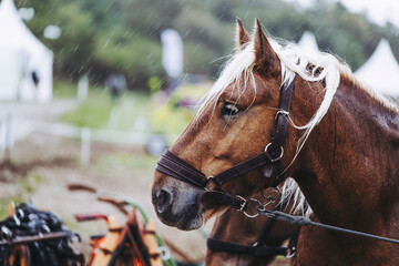 Portrait d'un cheval de trait brun avec son équipement de traction