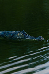 Spectacle caiman in Los Llanos, Venezuela