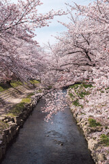 川と桜