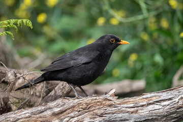 Blackbird, male,