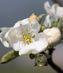 apple flowers on a branch in spring.