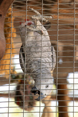 gray big parrot in a cage.