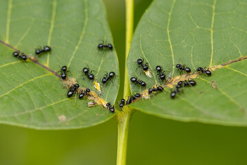 black ants with aphids on a green leaf.