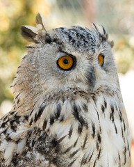 portrait of a bird of prey owl as background.