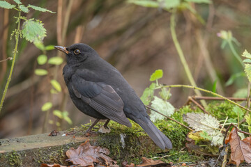 Blackbird, female,