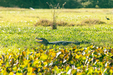 Spectacle caiman in Los Llanos, Venezuela