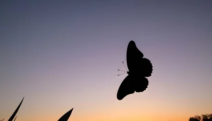  A Butterfly Silhouette Against A Sunrise Sky © Syed