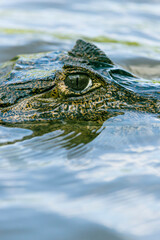 Spectacle caiman in Los Llanos, Venezuela